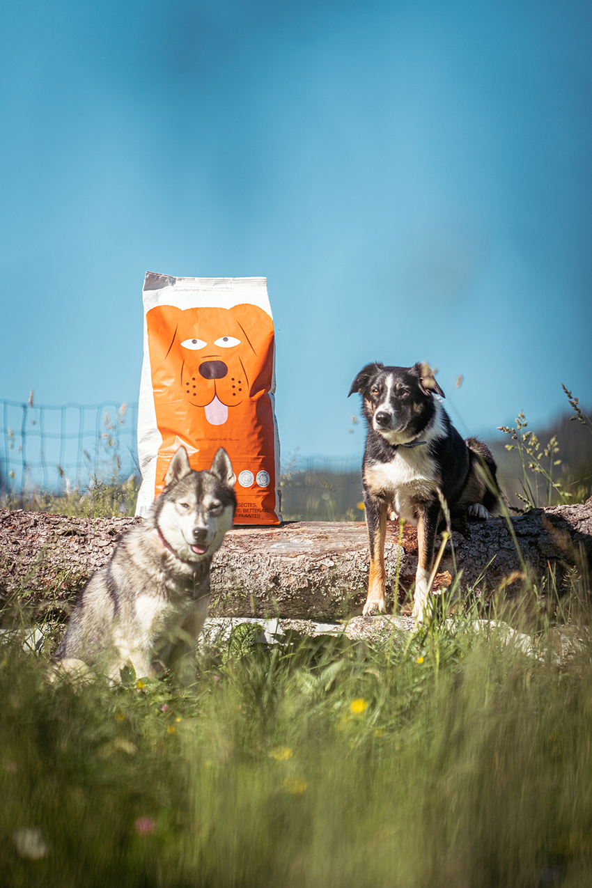 Tomojo est partenaire de la Woof Run 2022