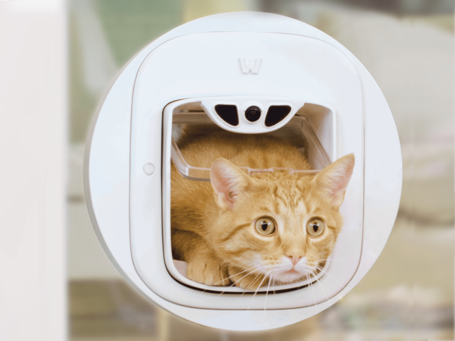 PAWLY récolte 100 000 € en 5 heures pour sa chatière intelligente