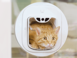 PAWLY récolte 100 000 € en 5 heures pour sa chatière intelligente