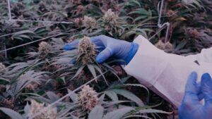 Illustration de la news Overseed annonce une levée de fonds de 6,7M€ pour ses médicaments à base de cannabis